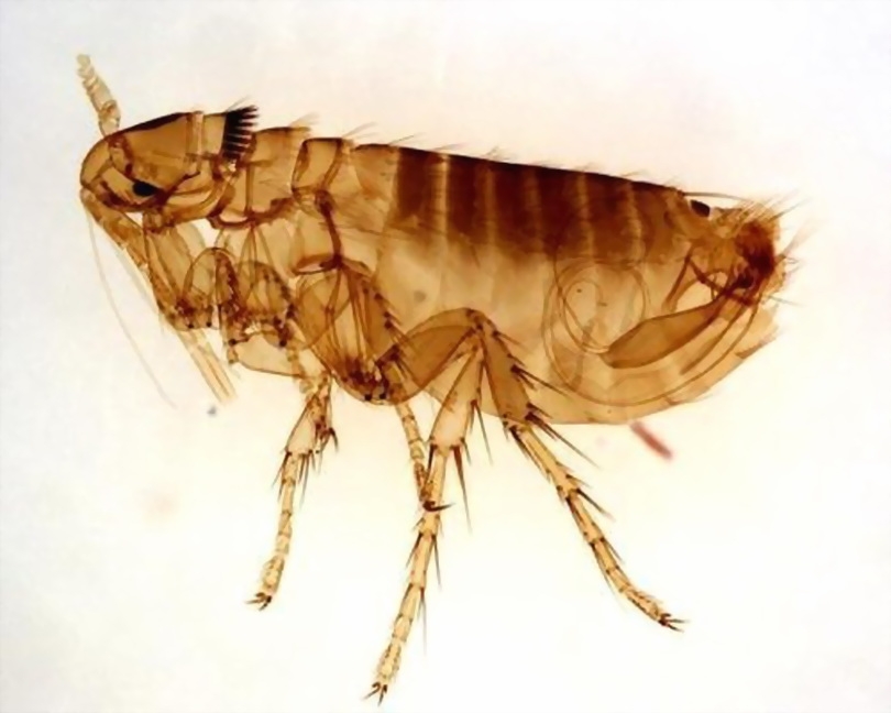 跳蚤危害及防治       跳蚤属于节肢动物,它的祖先生有翅膀.